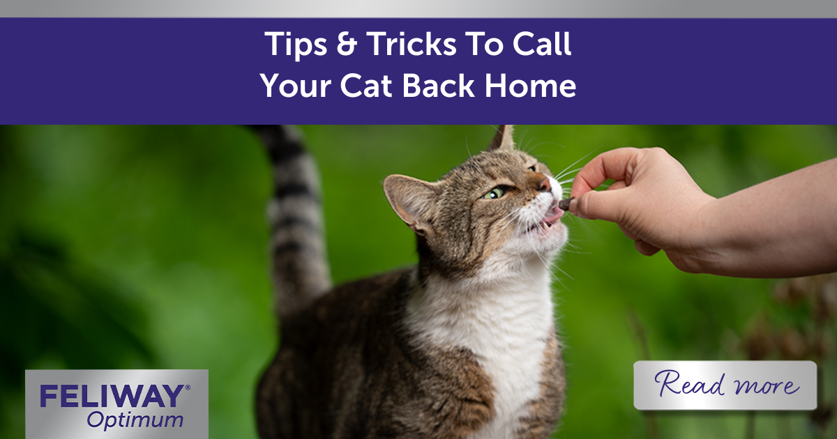 Tips & Tricks To Call Your Cat Back Home
